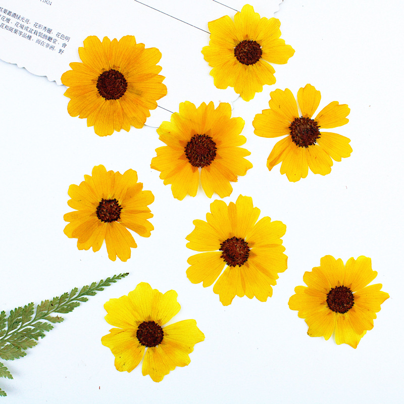 24 Stück, natürliche Chrysanth – Resin Art Baby Bewertung und Preis
