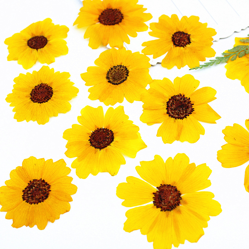 24 Stück, natürliche Chrysanth – Resin Art Baby Bewertung und Preis